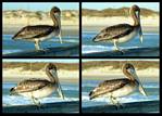 (55) pelican montage.jpg    (1000x720)    300 KB                              click to see enlarged picture